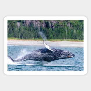 Breaching Humpback Whale in Alaska Sticker